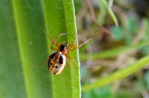 Hypsosinga heri